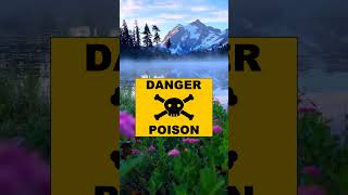 Download Lagu The poison ❌ garden #facts #foryou #amazingfacts #trending #factsshorts #viralshorts #viralsong MP3