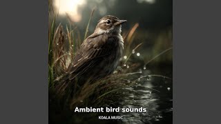 Ambient Bird Sounds for Yoga and Deep Relaxation, Pt.9