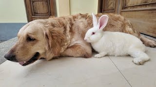 Golden Retriever Meets  Rabbit  for the First Time!