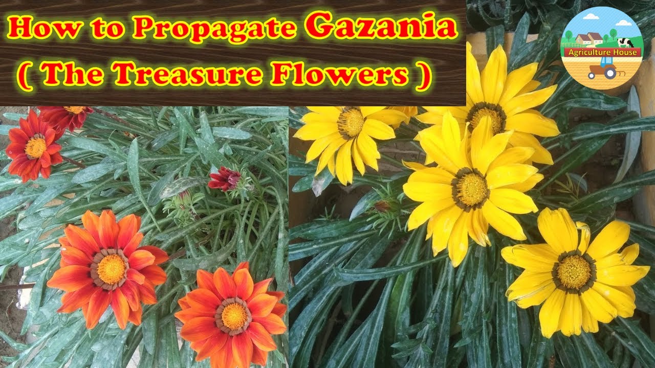 How to Propagate Gazania, The Treasure Flowers