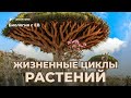 Жизненные циклы растений | ЕГЭ 2024 по биологии