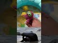 Sea Animal Toys &amp; Facts for Kids | Learn Ocean Creatures for Preschool Learning| ocean creatures