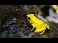 El animal mas venenoso del mundo.La rana dardo dorada (Phyllobates terribilis)