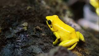 El animal mas venenoso del mundo.La rana dardo dorada (Phyllobates terribilis)
