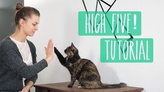 So lernt eure Katze High Five! Katzentrick Tutorial