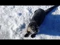 Curious otter visits ice fishing group on moosehead lake