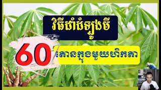 #វិធីដាំដំឡូងបាន60តោនក្នុង1ហិចតាHowto grow60tons of potatoes per hectare#Pslscm 0882223071/078449303