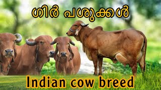 GIR COWS IN MALAYALAM | ഗിർ പശുക്കൾ |INDIAN COW BREED | BEST DESI COW |INFOTECH MEDIA MALAYALAM