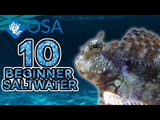 Algae Blenny - 10 Beginner Saltwater Fish