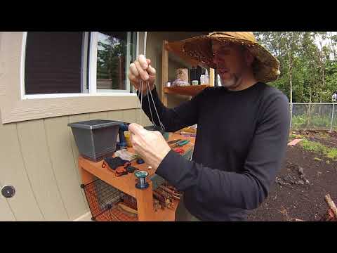 Orchid Care - Pluerothallis tribuloides