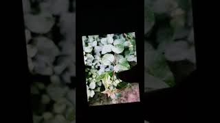 Download Lagu vivo v17 pro camera test | vivo v17 pro camera review | vivo v17 pro MP3