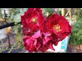 Cardinal hume rose