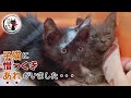 保護した子猫を病院に連れて行ったら嫌な予感が的中しました ฅ^•ω•^ฅ