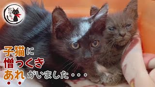 保護した子猫を病院に連れて行ったら嫌な予感が的中しました ฅ^•ω•^ฅ