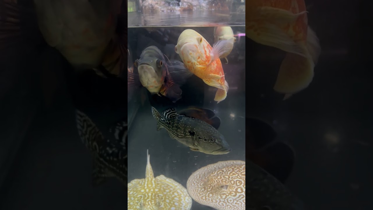 Two Cool Tanks at Monster Pets