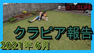 2021年 6月のクラピア報告♪～白い花をガンガン刈り込む～　【庭 #10】