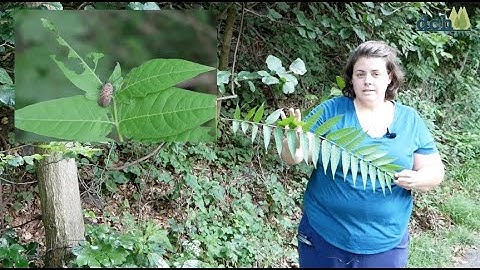 Spotted Lanternfly and Tree of Heaven - Green Thumb Series