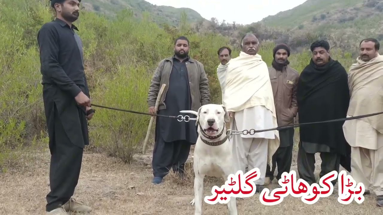 champion biggest bully dogs  | pure kohati gultair | bully pitbull mix dogs | sial daily vlog |