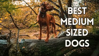 10 Best MEDIUM SIZED Dogs For FAMILIES by Animal Life 1,220 views 2 months ago 12 minutes, 15 seconds