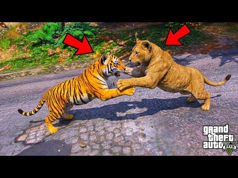 Franklin Tiger Cub vs Lion Cub in GTA 5 