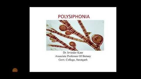 Polysiphonia Part 1......B.Sc part I...Botany lecture
