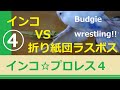 セキセイインコ☆プロレス４【Budgie Wrestling】【parakeet】【折り紙団ラスボス編】【シロイトリchannel】