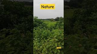 Morning Nature| P johnsi #shorts #nature #morning
