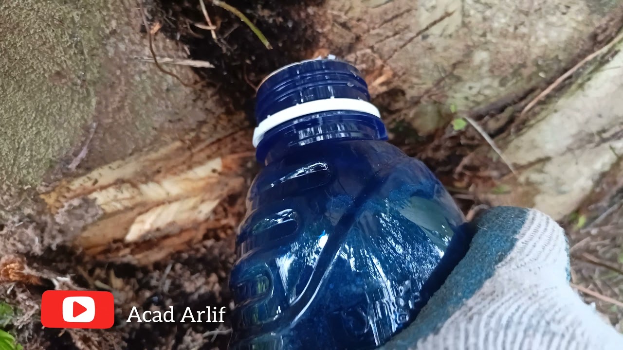 Bunuh pohon kelapa sawit dengan racun rumput, apa kah berhasil ?