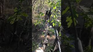 Stopping a deer with the double mey #bowhunt #hunting #deer #archery