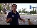 Practicando mordida y soltado con obediencia, para tu perro de trabajo