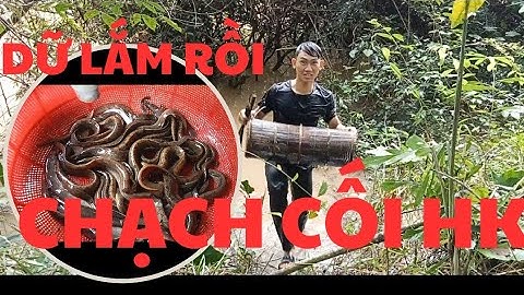 Đặt Lợp Cá Chạch Lấu #Phần14 - Chạch Lấu "Khủng" trúng cá Dữ lắm ll Zalo 0364117809