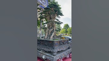 Tác phẩm Duối cổ! Tại triển lãm Quy Nhơn #bonsai #maivangcothu #duốico