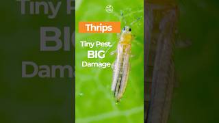 Thrips Life Cycle   Damage:  What to Look for