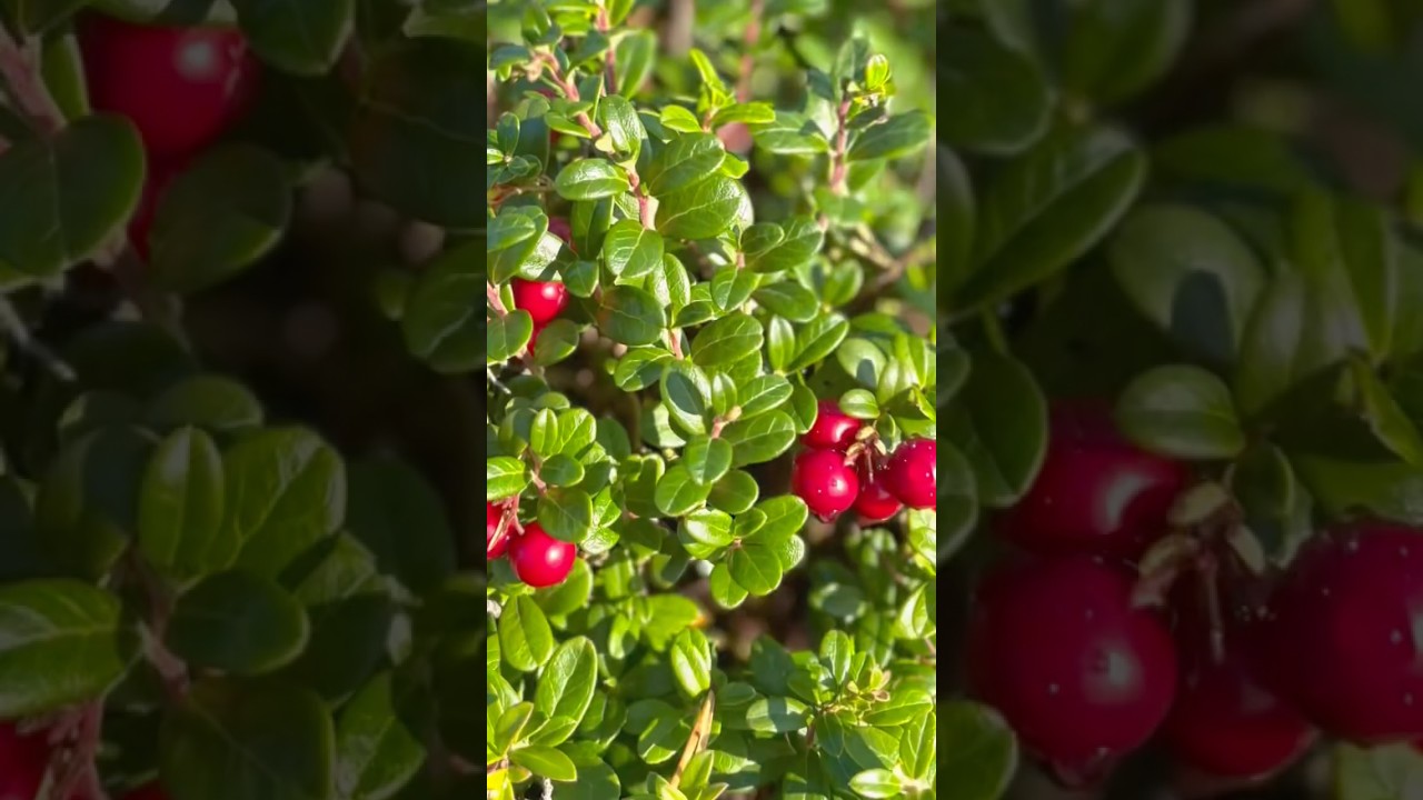 Northern Lingonberry Puolukka