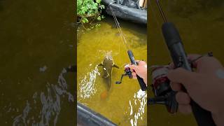 Fishing For Giant Pet Catfish