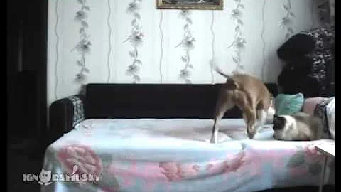 Что делает собака, когда остается одна дома !
