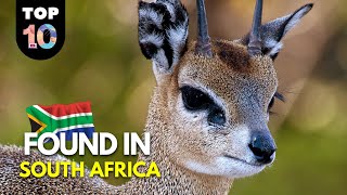 10 UNIQUE Animals Found in South Africa