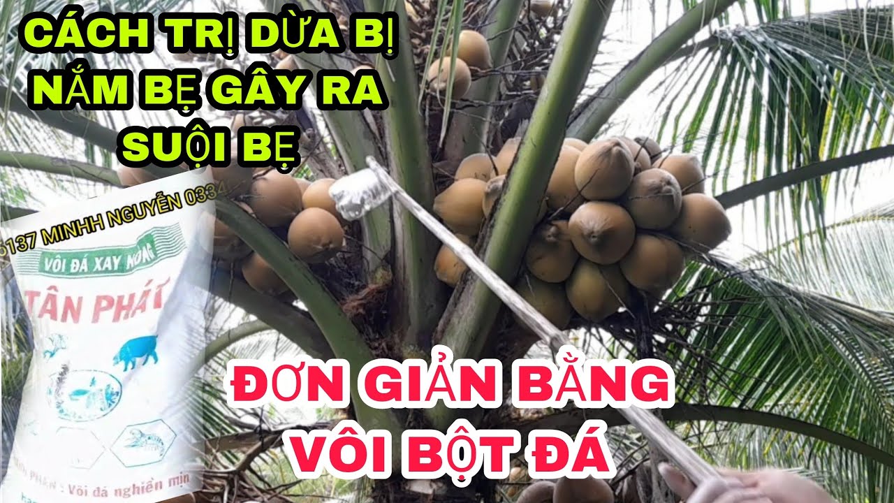 CÁCH TRỊ DỪA SỤI BẸ ,,NẮM BẸ ĐƠN GIẢNG VỚI VÔI BỘT ,,