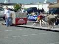 malice american bulldog pulls 3300 pounds malice american bulldog pulls 3300 pounds