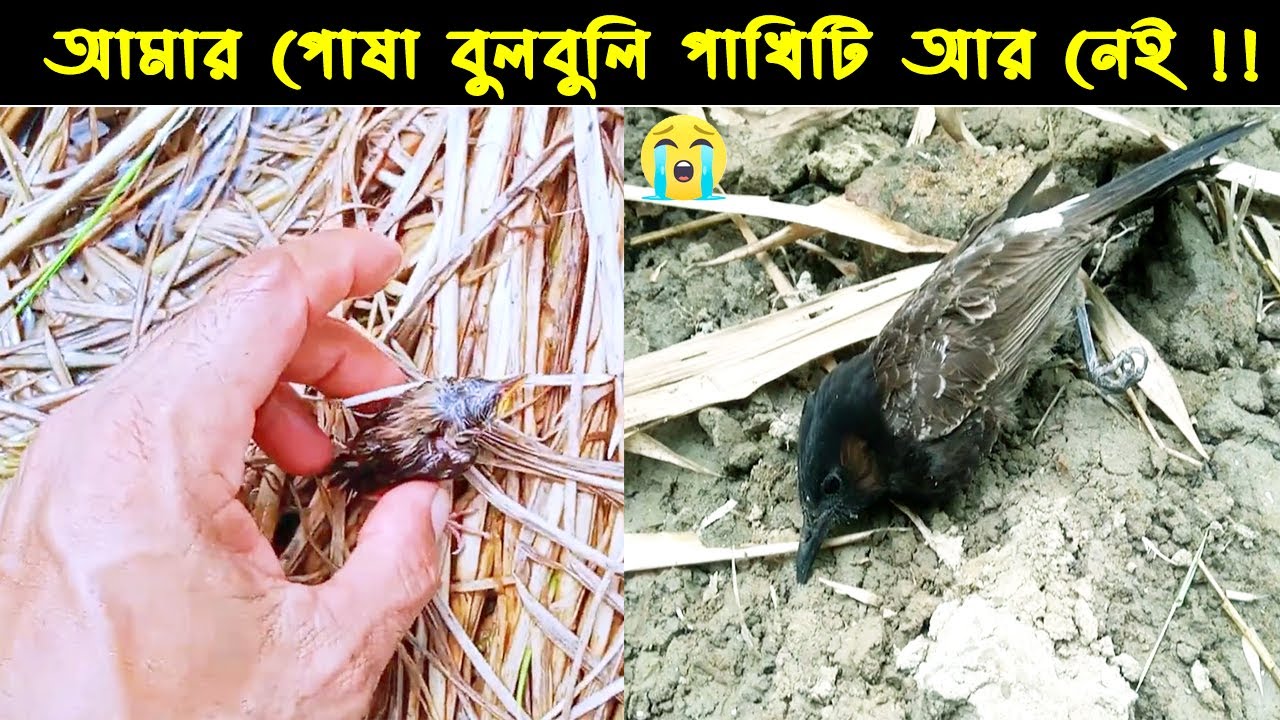 আমার বন্ধু বুলবুল পাখির জীবন কাহিনী |পাখির গল্প : ৭১ | The Life Story of Red vented Bulbul Bird