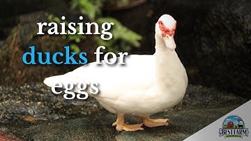 Raising Ducks: How Many Eggs Can You Get in a Day?