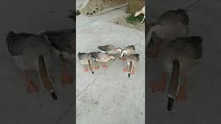 Duck photos