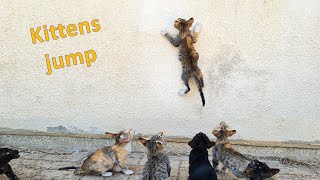 Little Kittens Jump And Fall Cat Jump