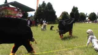 Download Lagu Video Bantengan Trawas MP3