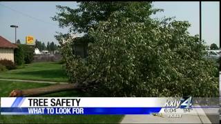 More trees could fall after back-to-back storms