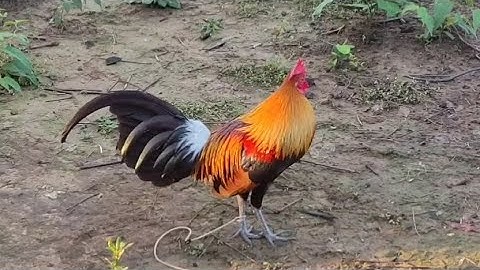 ลูกผสมF1 ตัวนี้จะเก็บเป็นพ่อพันธุ์ qiab dej1 daj kawg nawb tus no