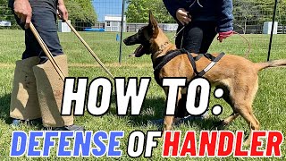 FRENCH RING BITE WORK: HOW TO  DEFENSE OF HANDLER!! FIRST STEPS! BELGIAN MALINOIS // ANDY KRUEGER