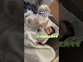 【シーズー犬/はに丸】生後２ヶ月の赤ちゃんと一緒に寝たすぎる愛犬のある日の出来事 #shorts