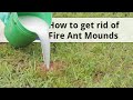 How To Get Rid Of Red Ants