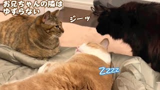 お兄ちゃんに甘えたい妹猫達が取り合いに!?　683話